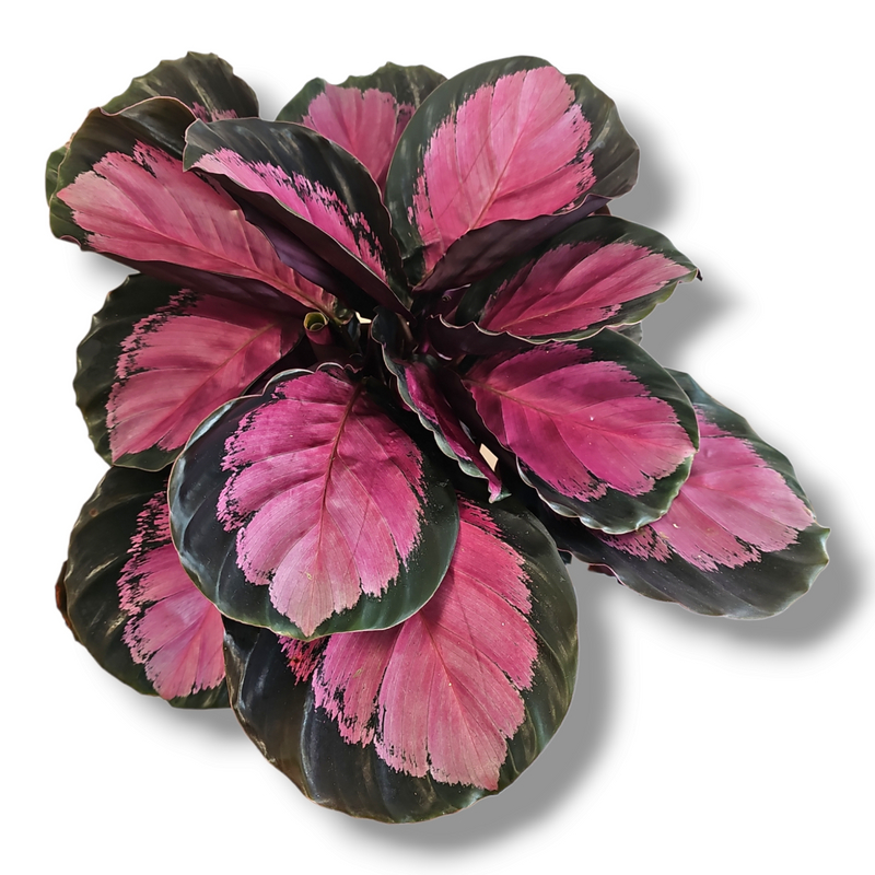 Calathea roseopicta Crimson, rdeče listna kalateja