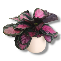 Calathea roseopicta Crimson, rdeče listna kalateja