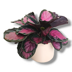 Calathea roseopicta Crimson, rdeče listna kalateja