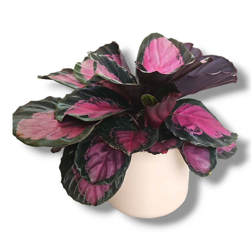 Calathea roseopicta Crimson, rdeče listna kalateja