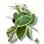 Hoya, hoja, voščenka