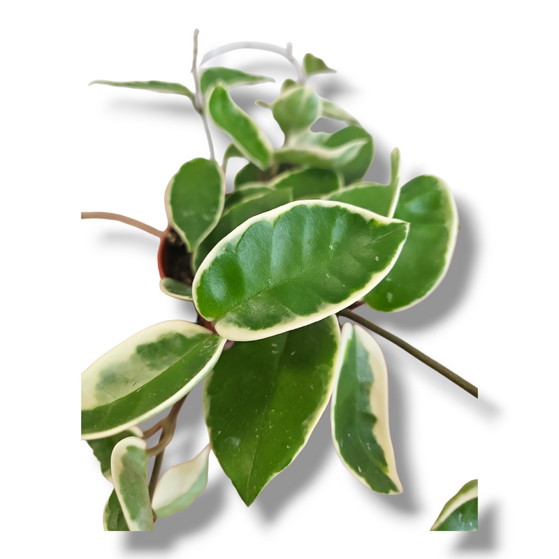 Hoya, hoja, voščenka
