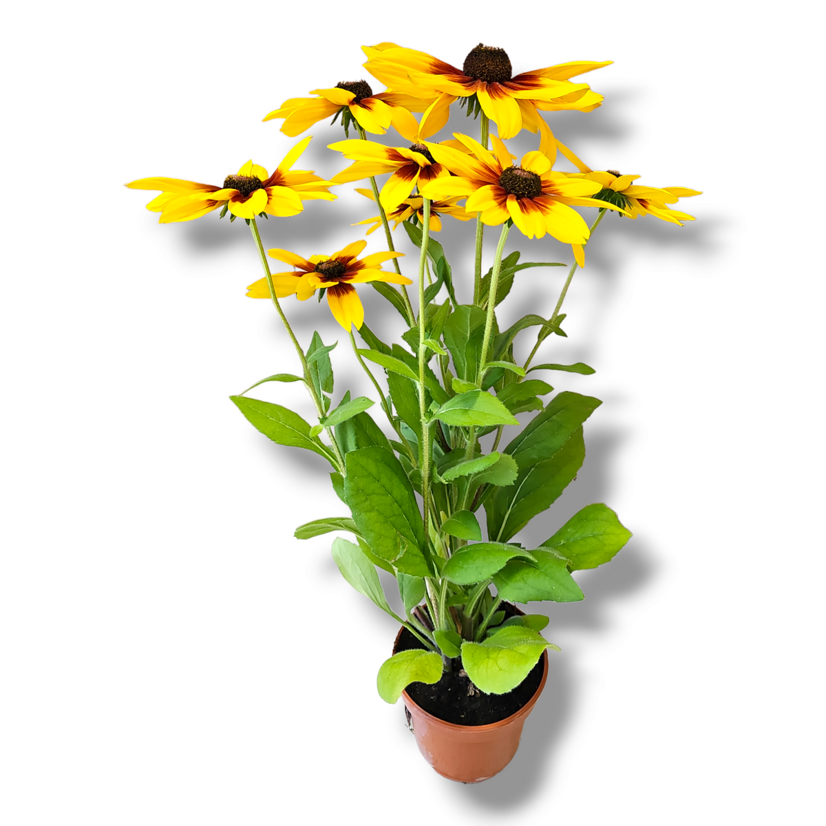 Rudbeckia, rudbekija