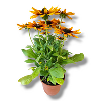 Rudbeckia, rudbekija