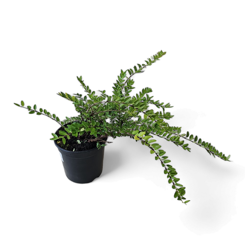 Lonicera nitida Maigrun Kosteničevj