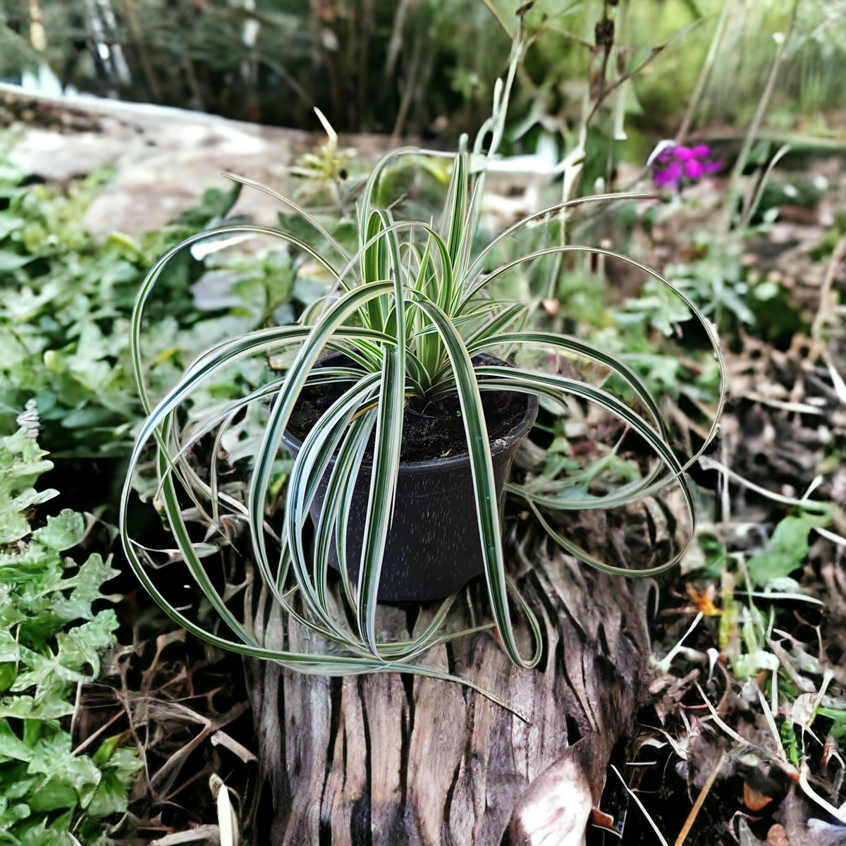 Carex oshimensis Ever Green, okrasna trava