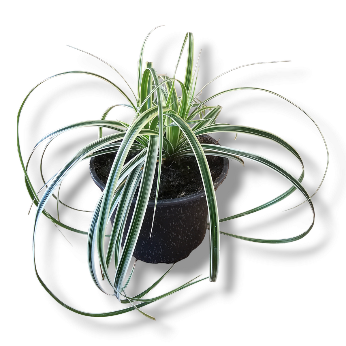 Carex oshimensis Ever Green, okrasna trava