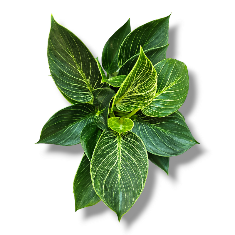 Philodendron White wave