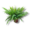 Nephrolepis zelena sobna praprot