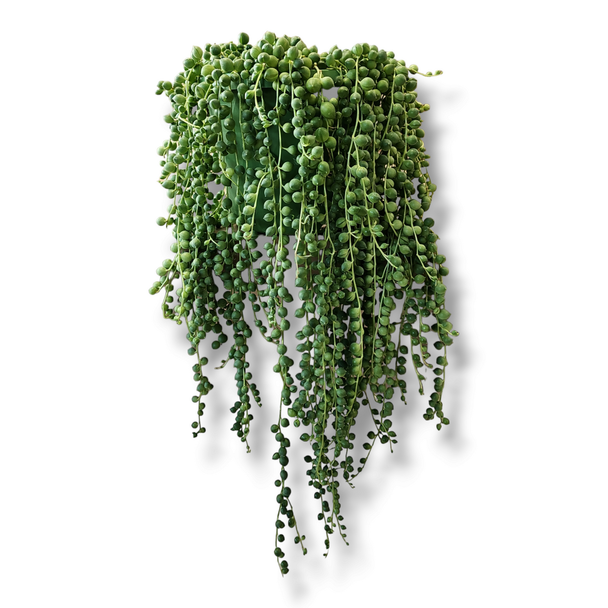 Senecio Rowleyanus String of Pearls