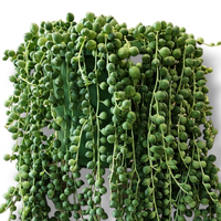 Senecio Rowleyanus String of Pearls