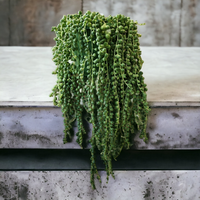 Senecio Rowleyanus String of Pearls