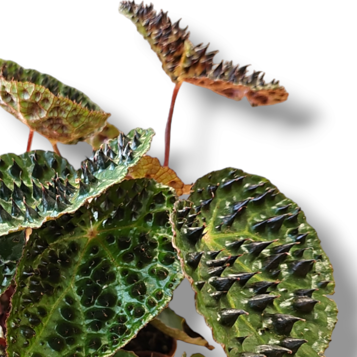 Begonia leaf Ferox, begonija Troll