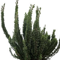 Resa Calluna vugaris Skyline