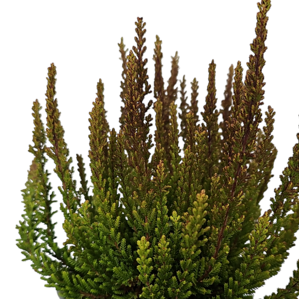 Resa Calluna vugaris Skyline