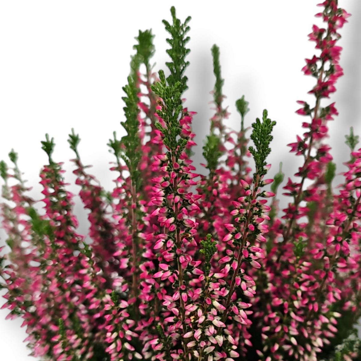 Jesenska resa Calluna vulgaris