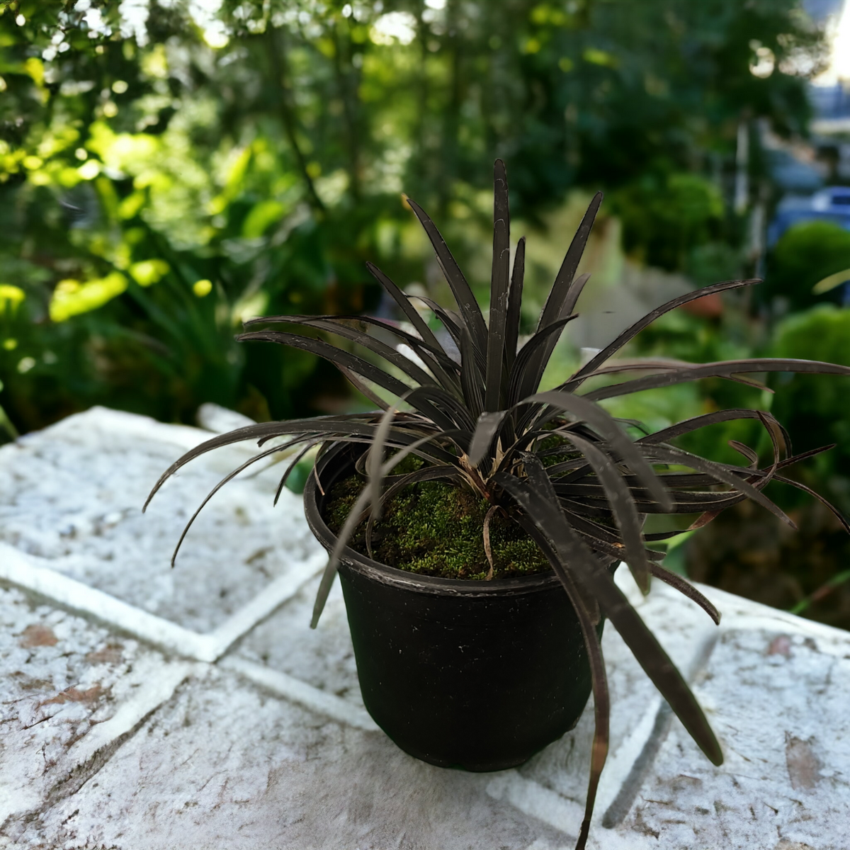 Ophiopogon Niogerscens, okrasna trava