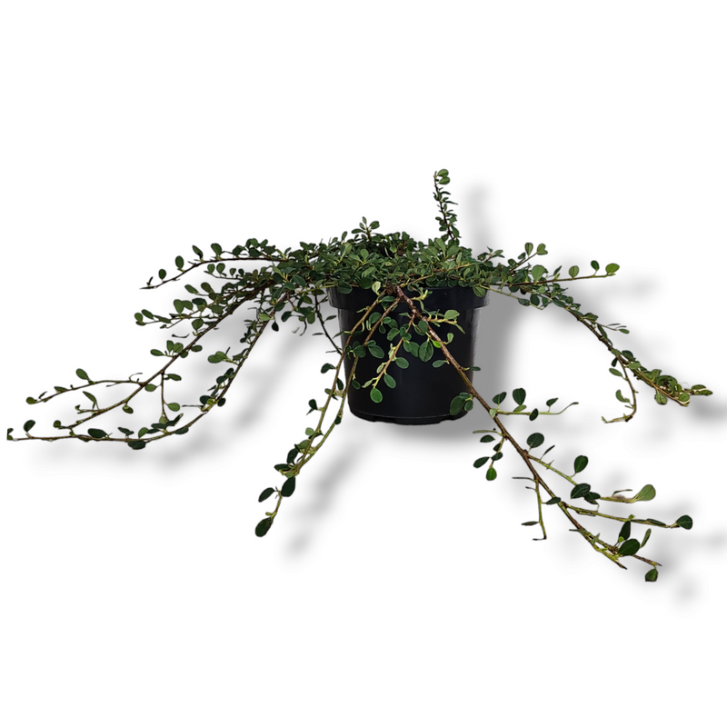 Cotoneaster procumbens Queen of carpet, Panešplja