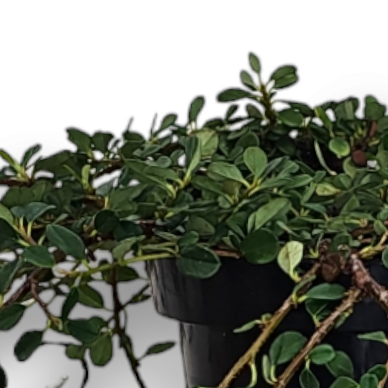 Cotoneaster procumbens Queen of carpet, Panešplja