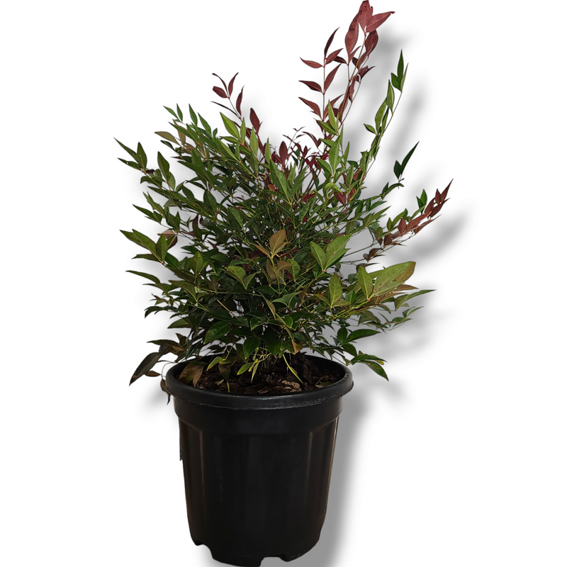 Nandina domestica Obsessed, nebeški bambus