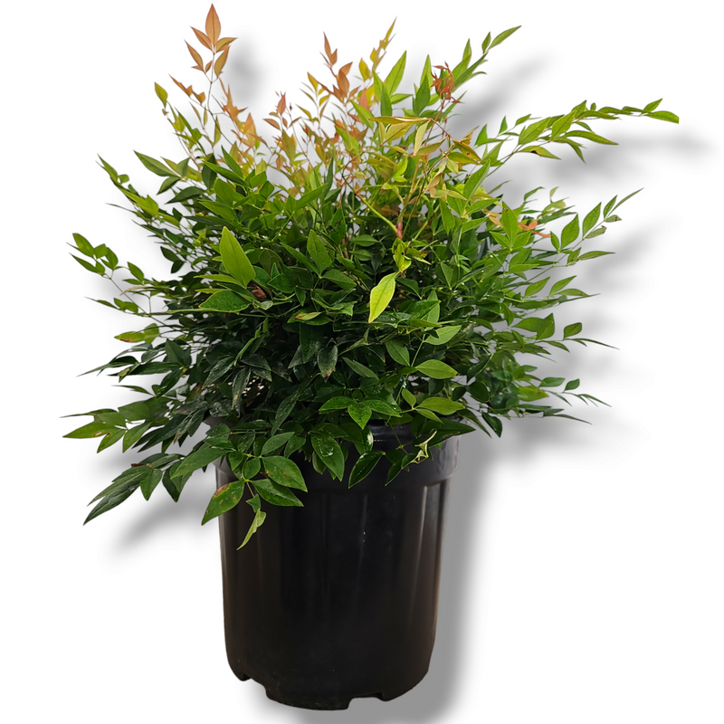 Nandina domestica Gulf Stream, Nebeški bambus