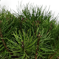 Pinus Mugo Mughus, Ruševje, bor