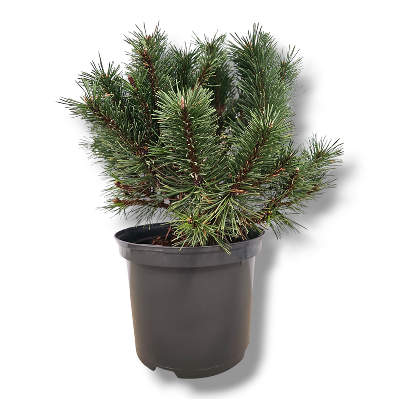 Pinus mugo 'Benjamin', Ruševje, bor