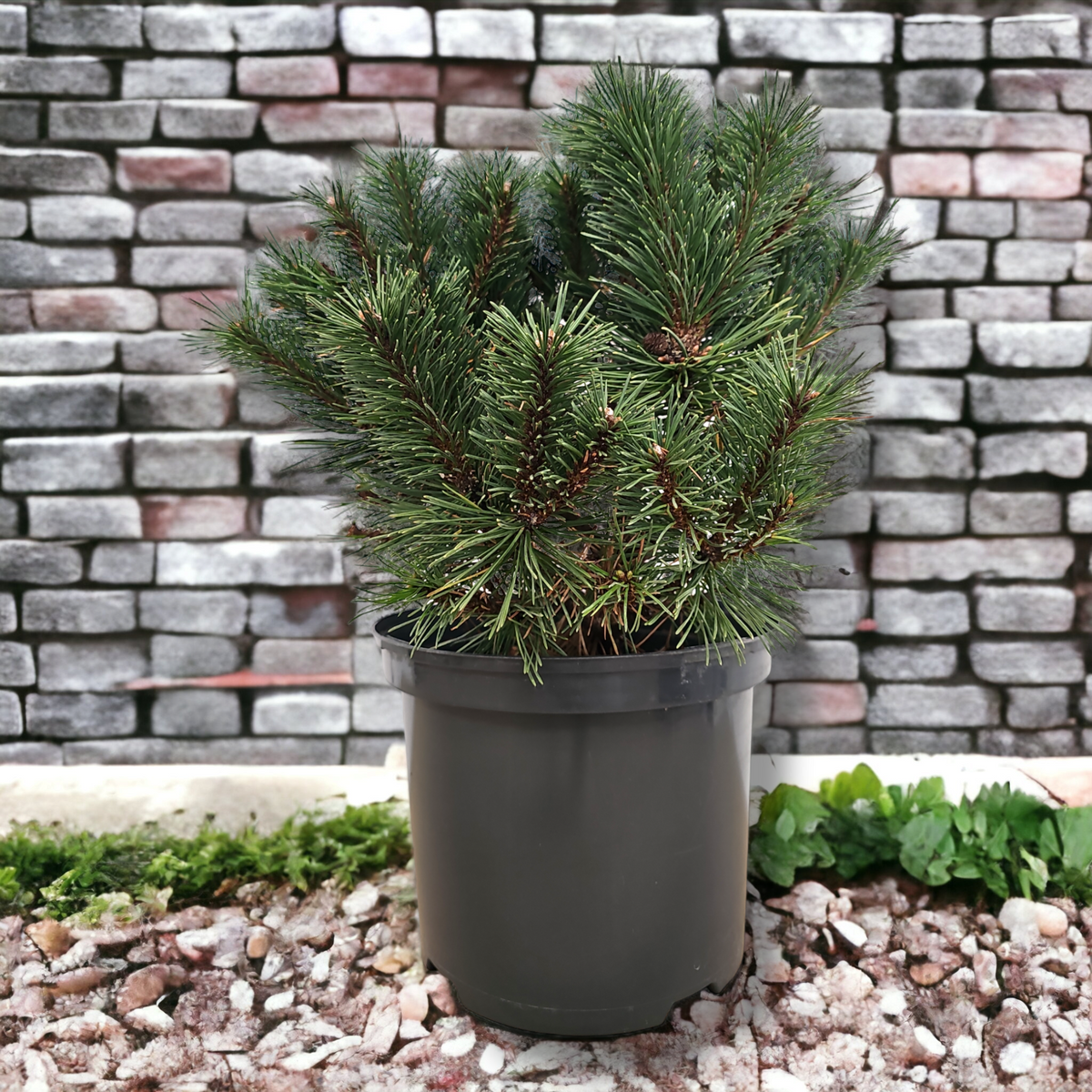 Pinus mugo 'Benjamin', Ruševje, bor