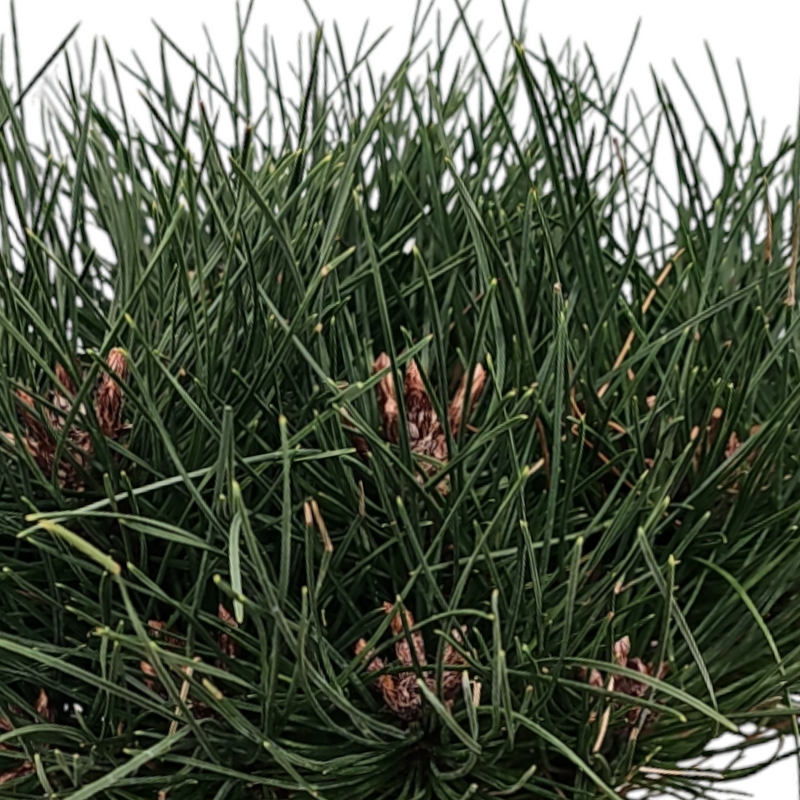 Pinus nigra 'Bambino Gaelle', Ruševje, bor
