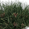 Pinus nigra 'Bambino Gaelle', Ruševje, bor