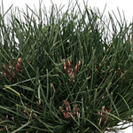 Pinus nigra 'Bambino Gaelle', Ruševje, bor