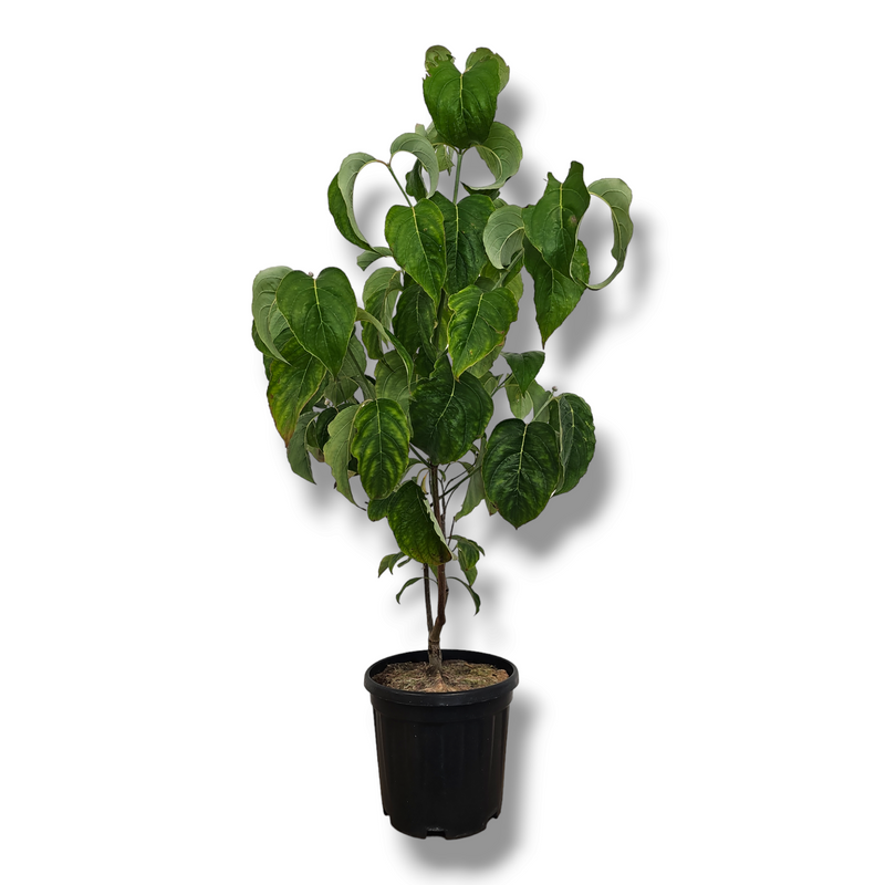 Cornus florida Rubra, Floridski dren, cvetnik