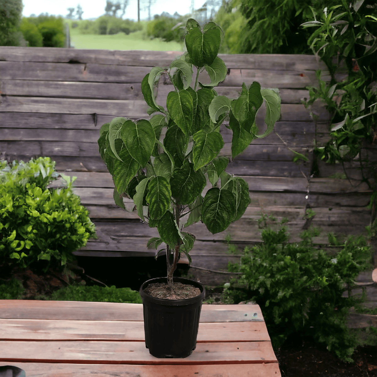 Cornus florida Rubra, Floridski dren, cvetnik