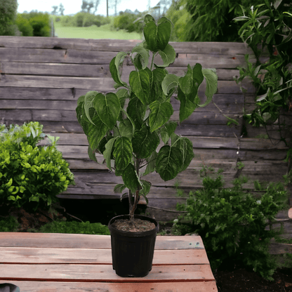 Cornus florida Rubra, Floridski dren, cvetnik