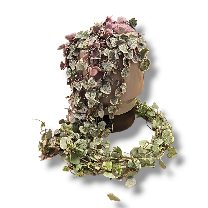 Ceropegia Woodii variegata, Svetilnica pisana
