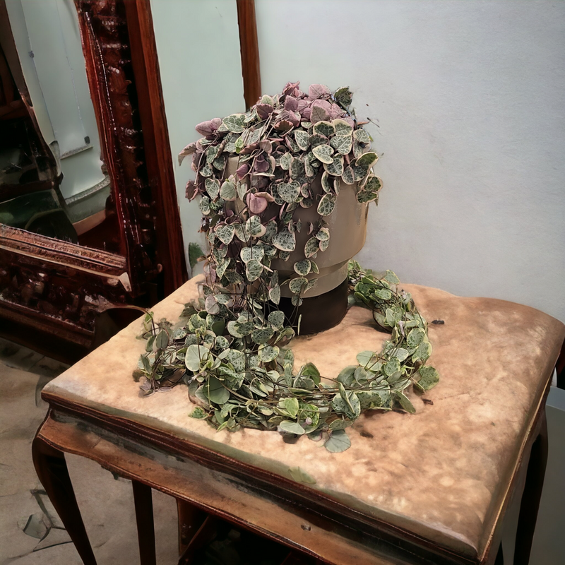 Ceropegia Woodii variegata, Svetilnica pisana
