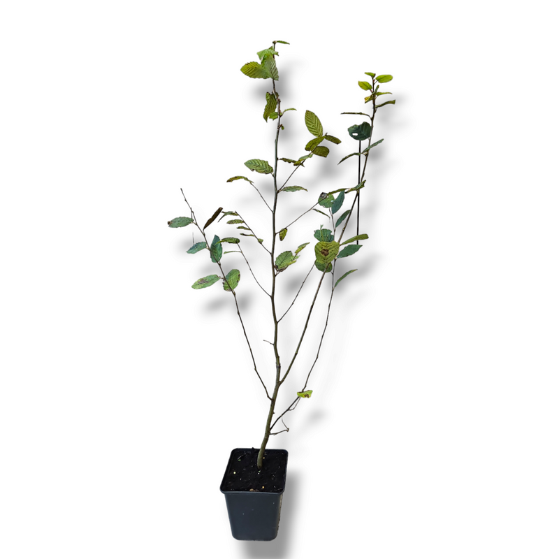 carpinus betulus navadni gaber živa meja