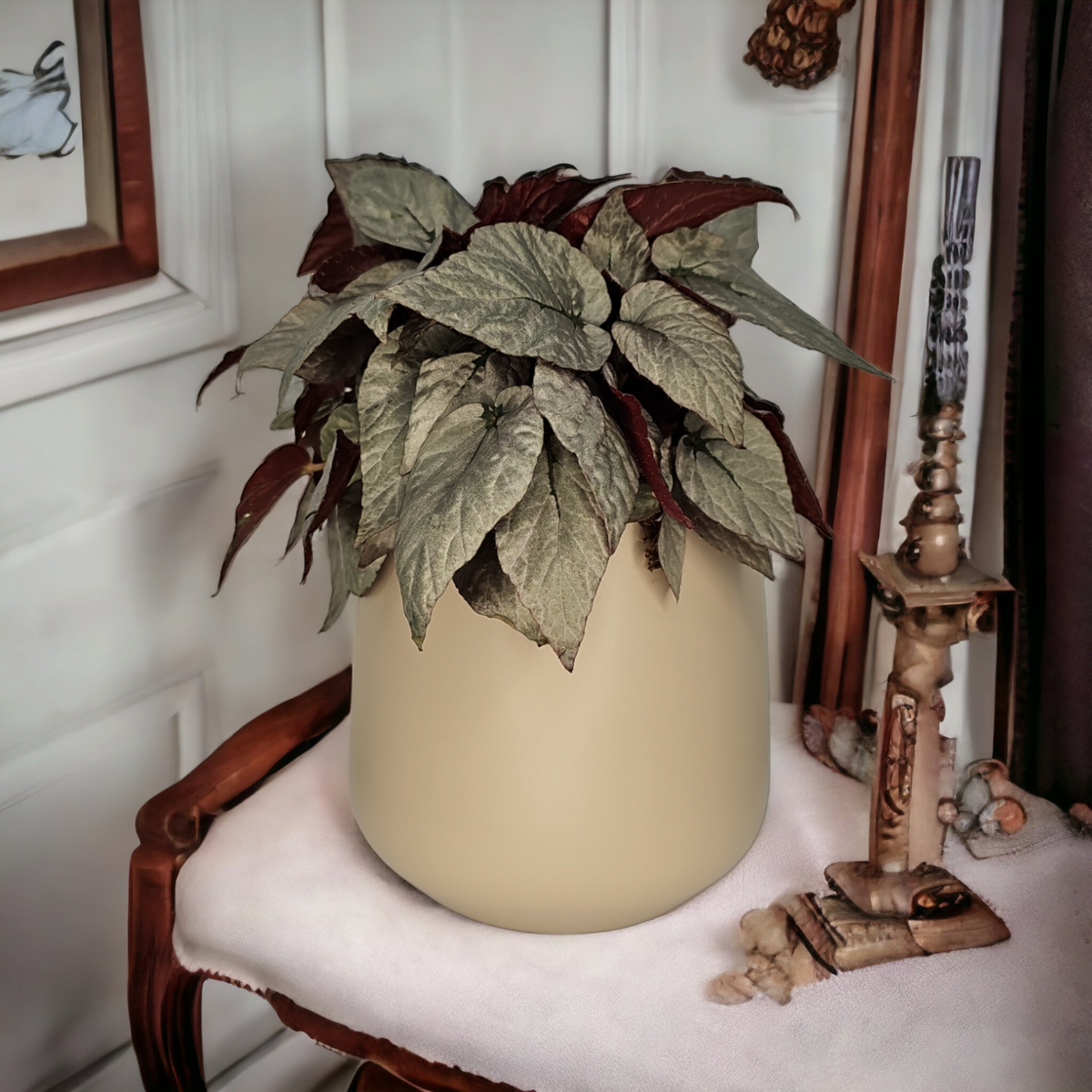 Begonia Silver Limbo, begonija srebrno listna