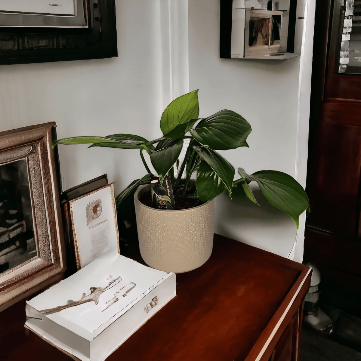 Philodendron Dragon Tail