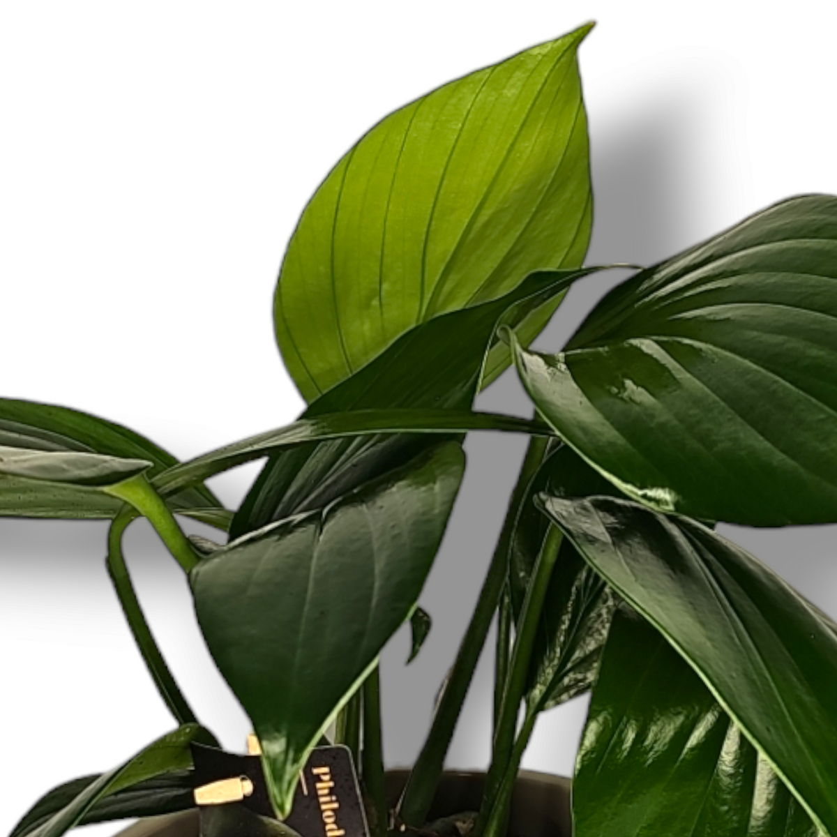 Philodendron Dragon Tail