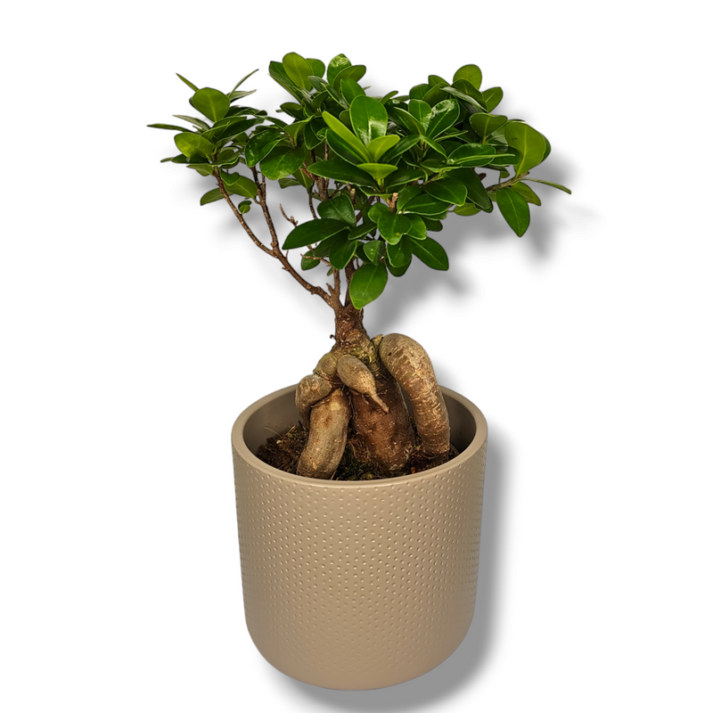 Ficus ginseng