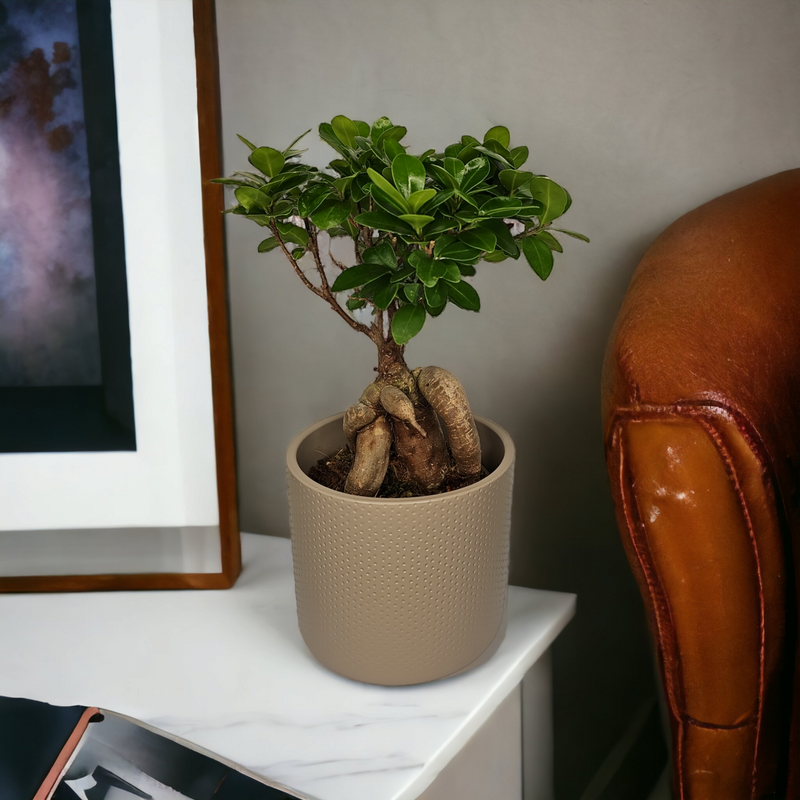 Ficus ginseng