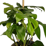 Monstera Minima