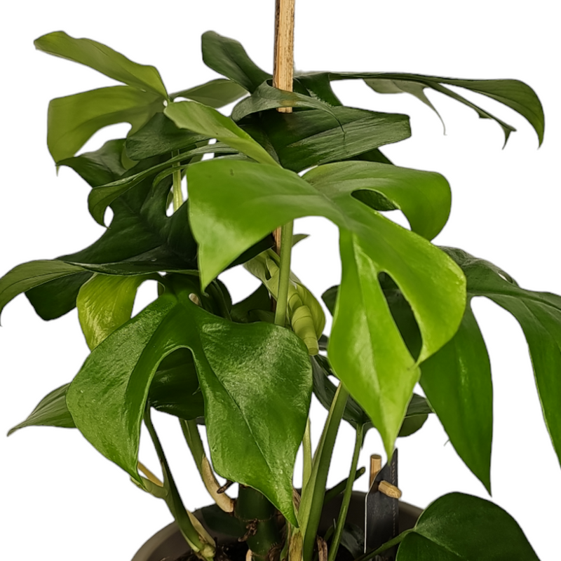 Monstera Minima