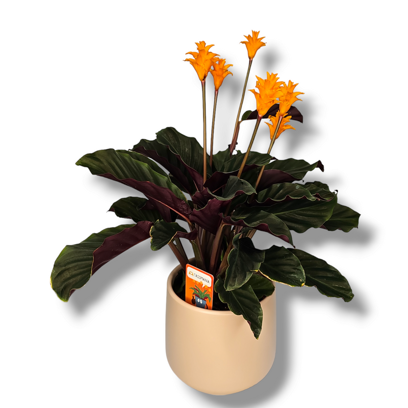 Calathea Crocata, kalateja krokata