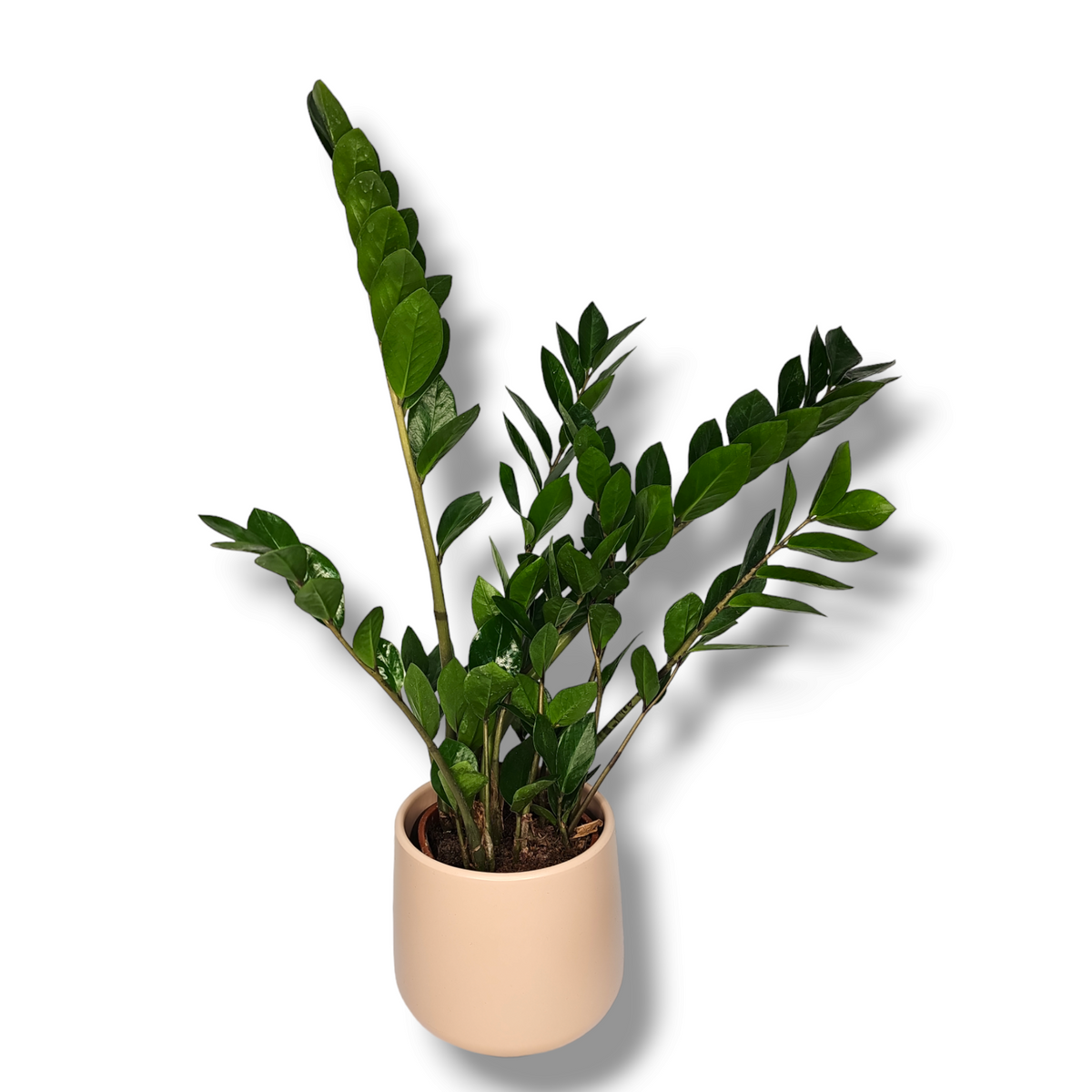 Zamioculcas, Zamia