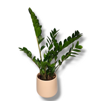 Zamioculcas, Zamia