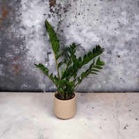 Zamioculcas, Zamia