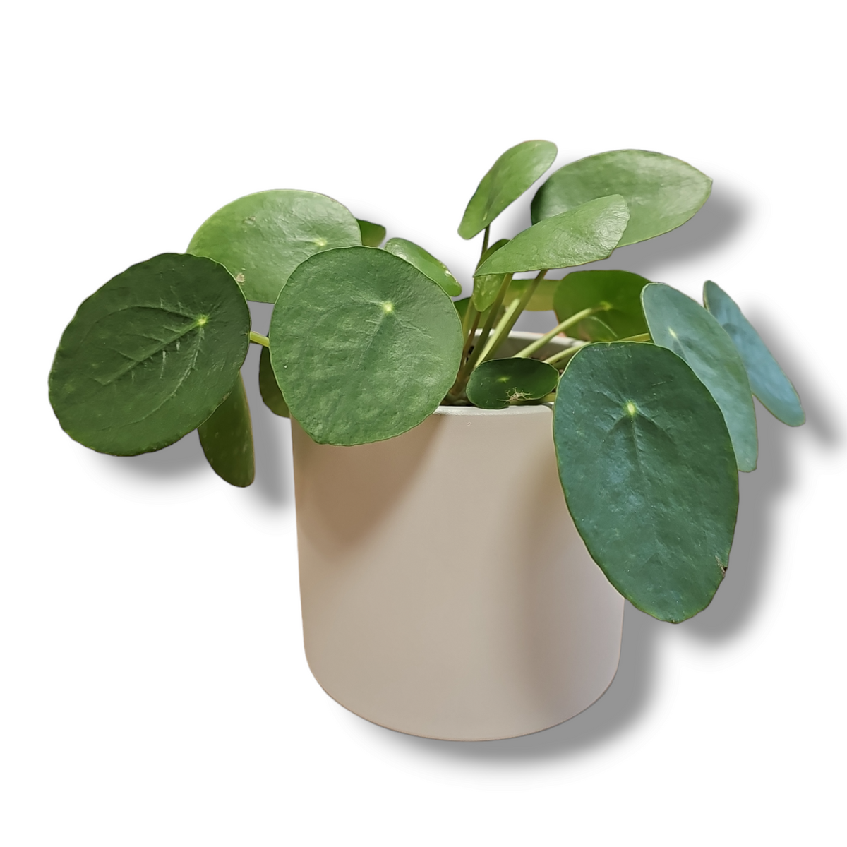 Pilea peperomioides Poprovkasta pileja