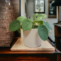 Pilea peperomioides Poprovkasta pileja